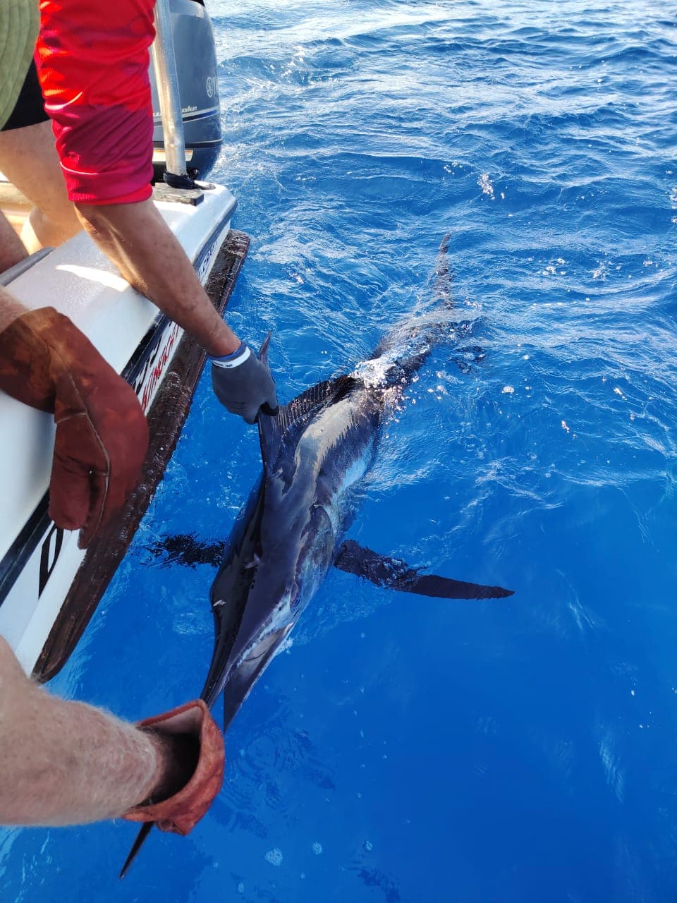 Billfish Competition Fishing Experience-Seevarkie — photo 13